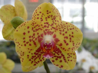 圖一、 Phalaenopsis Chingruey’s Beauty
