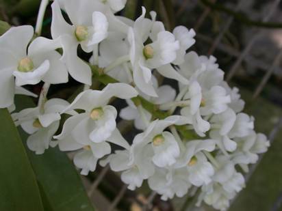 圖二、 Rhynchostylis gigantea var. alba 