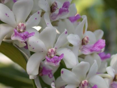 圖二、 Rhynchostylis gigantea 