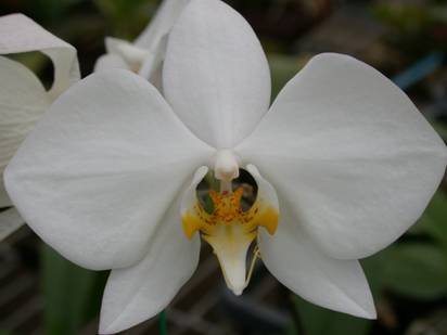 圖二、Phalaenopsis amabilis