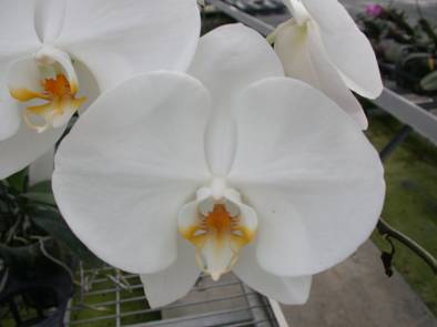 圖一、Phalaenopsis Sogo Yukidian