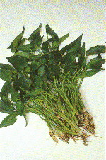 野生蔬菜～學菜