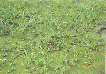 學菜植株之發育 ( 播種後 20 天 )