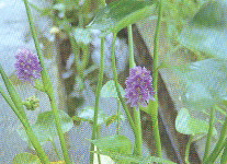 學菜開花婀娜多姿