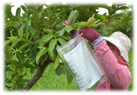 建立各種果樹採樣流程與檢驗