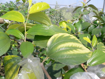 黃金蜜棗易缺鎂　宜提早施用
