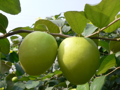 黃金蜜棗果實