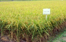 本場育成水稻品種高雄139號大面積栽培情形