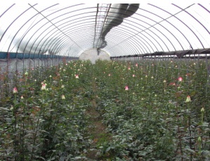 在簡易溫室內採偃枝栽培可生產高品質玫瑰切花