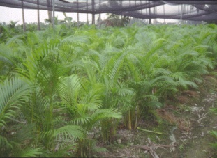 黃椰子網室栽培葉片產量高品質佳