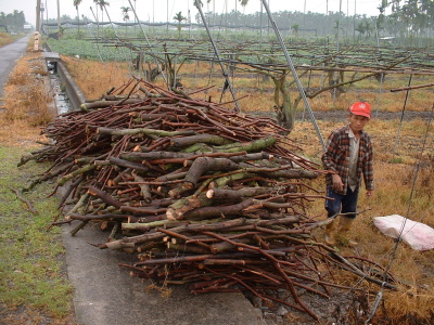 印度棗修剪後殘株 印度棗修剪後殘株