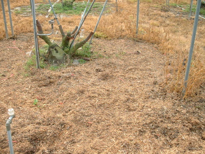 粉碎殘枝敷蓋土表抑制雜草