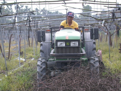 殘枝直接掩埋之操作情景 殘枝直接掩埋之操作情景