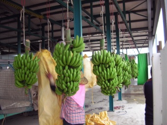 良好的集運處理可維護香蕉的良好賣相