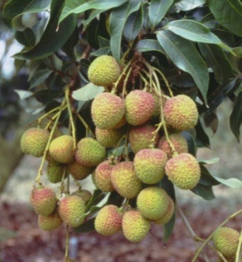 鮮美多汁的荔枝上市了 鮮美多汁的荔枝上市了