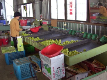 集貨場內機械分級作業