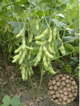 毛豆「綠蜜-高雄6號」豆莢及種子