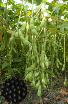 「黑蜜丹波-高雄7號」豆莢及種子
