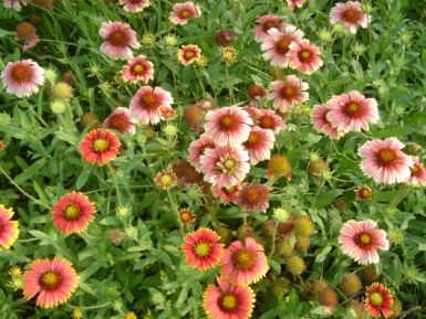 天人菊