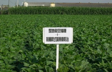 紅豆機械化生產田間生長情形