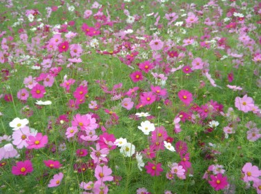 大波斯菊 大波斯菊