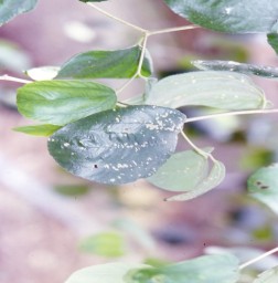 斜紋夜盜蛾初齡幼蟲，常由葉下表皮取食，僅殘留上表皮。