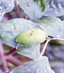 斜紋夜盜蛾幼蟲啃食果實，造成孔洞，影響品質。 