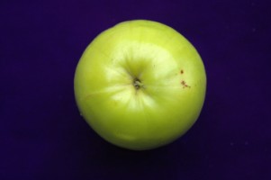 果蒂周圍突起有皺摺品質差 果蒂周圍突起有皺摺品質差