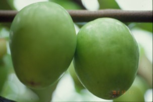 高朗3號 高朗3號