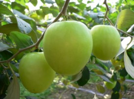 黃金蜜棗 黃金蜜棗