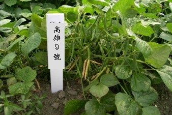 高雄9號品種之植株及豆莢 