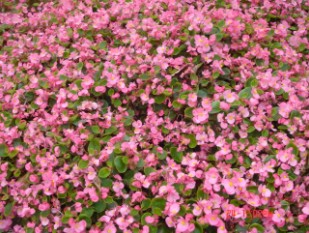 粉紅色四季秋海棠極為亮眼