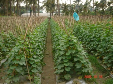 旗美地區胡瓜生產以露地栽培為主