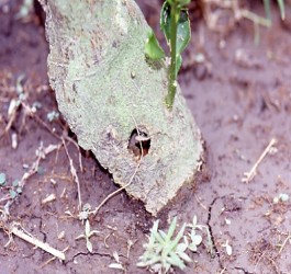 星天牛危害嚴重造成樹幹孔洞