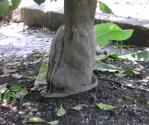 離地面0.6~1公尺高度樹幹，以32目白色紗網似穿裙狀包紮，預防雌蟲產卵。
