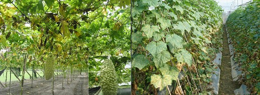 夏季天然災害後，苦瓜容易裂果(左)胡瓜容易感染病害(右)