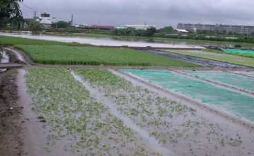 田區積水應儘速排除，避免植株根部受損。