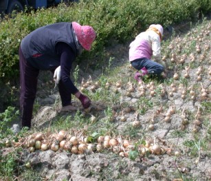 人工挖掘洋蔥作業耗時費力
