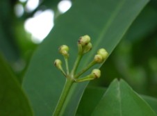 幼嫩的花蕾發生機械傷害狀