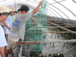 高密度白蝦養殖場