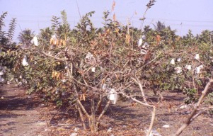 番石榴植株罹患立枯病整株枯死