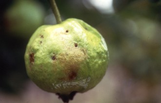 東方果實蠅產卵後孵化狀