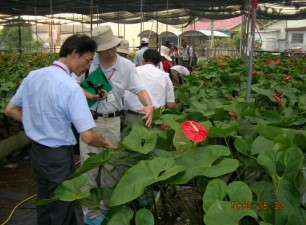 火鶴田間實際診斷情形