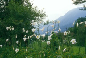 台灣百合為風景區最佳的添景植物 台灣百合為風景區最佳的添景植物