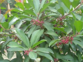 紫金牛為常見的綠籬植物 紫金牛為常見的綠籬植物