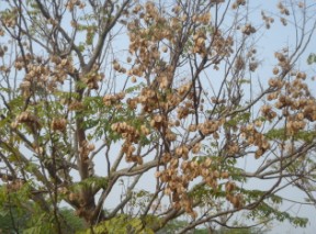 台灣欒樹果莢具觀賞性 台灣欒樹果莢具觀賞性