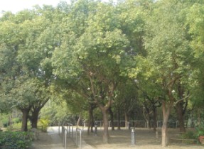 樟樹為最具代表性之原生植物樹種 樟樹為最具代表性之原生植物樹種