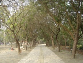 黃連木為大型景觀樹種