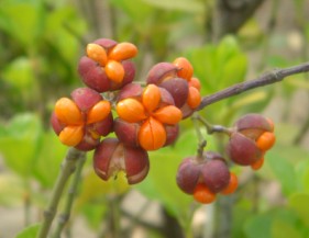 日本衛矛果實顏色極亮眼 日本衛矛果實顏色極亮眼