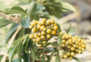 台灣海桐果實可誘鳥 台灣海桐果實可誘鳥